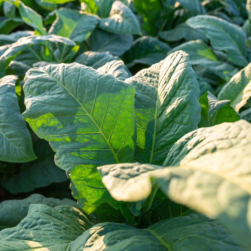 Tobacco seeds Monte Calme - 100