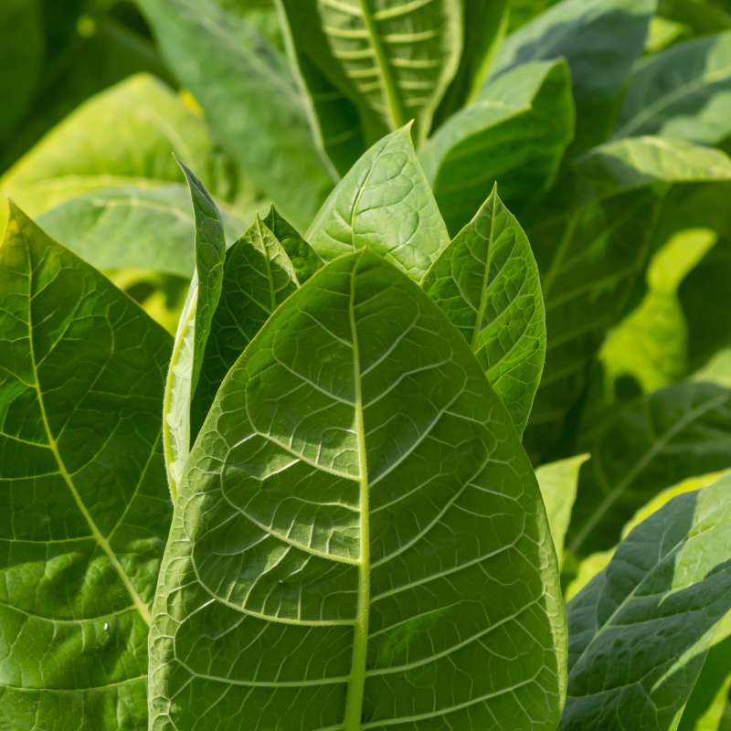 Tobacco seeds Monte Calme - 100