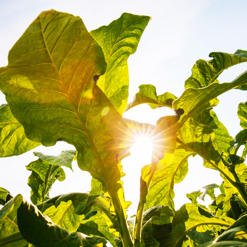 Tobacco seeds Monte Calme - 100