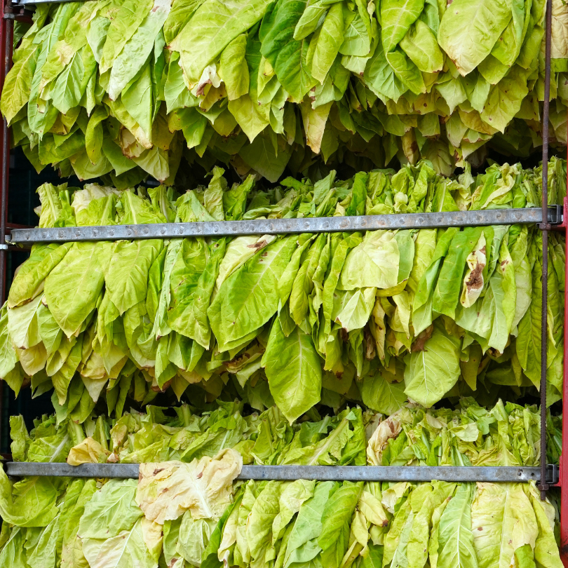 Tobacco seeds Stolac 17 - 50