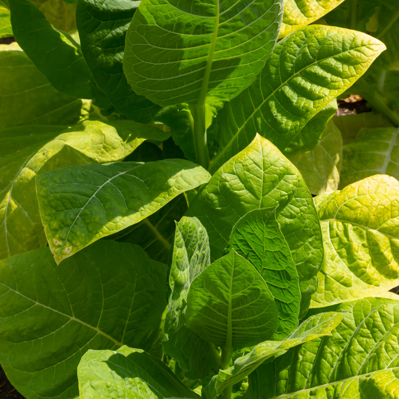 Tobacco seeds Stolac 17 - 50