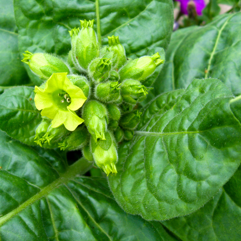 Tobacco seeds Stolac 17 - 50