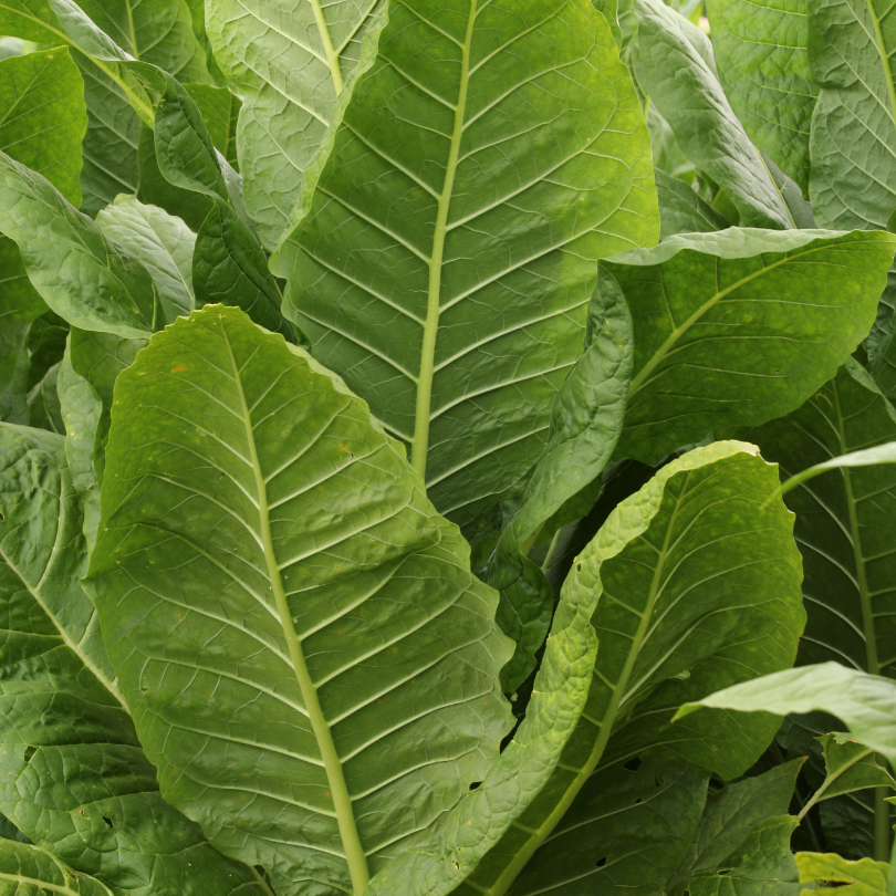 Tobacco seeds Stolac 17 - 50