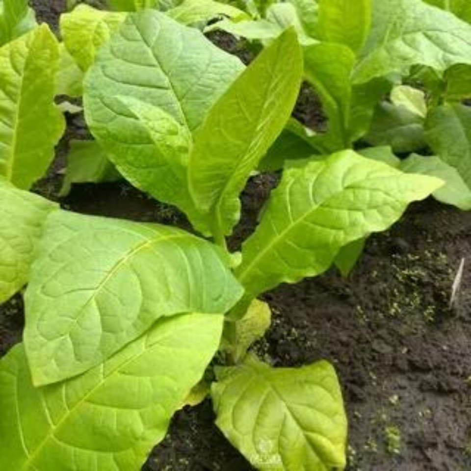 Tobacco seeds Brjanski - 50