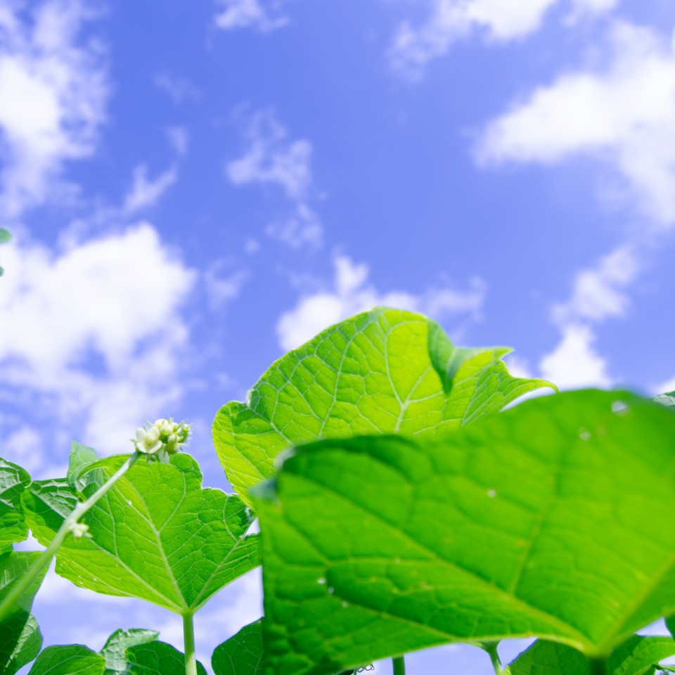 Tobacco seeds Brjanski - 50