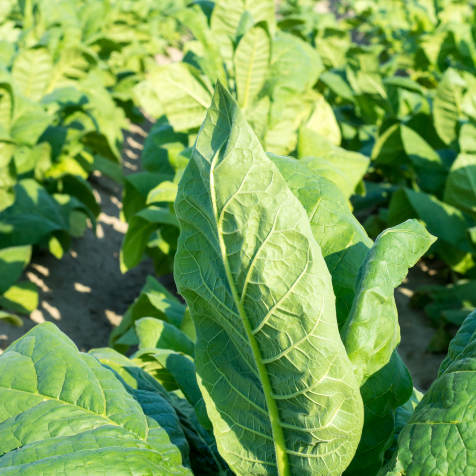 Tobacco seeds Brjanski - 50