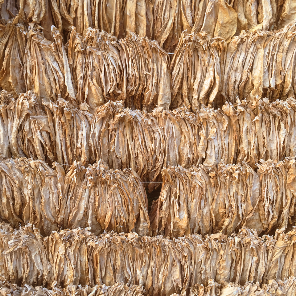 Tobacco seeds Brjanski - 50