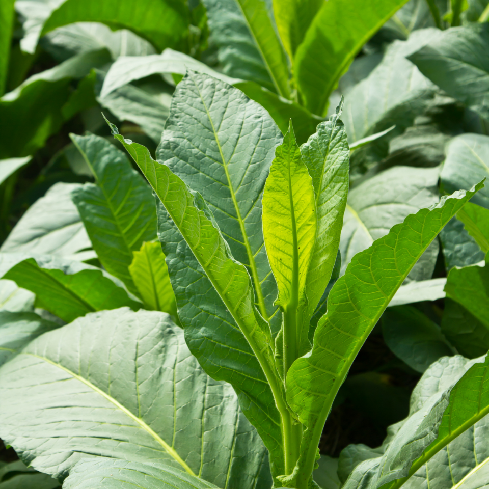 Tobacco seeds Brjanski - 50