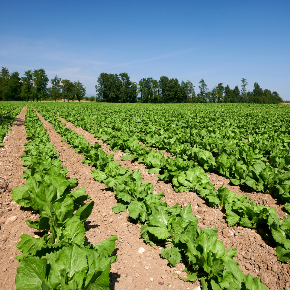 Tobacco seeds Brjanski - 50