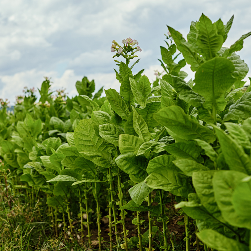 Tobacco seeds Adjarian - 300