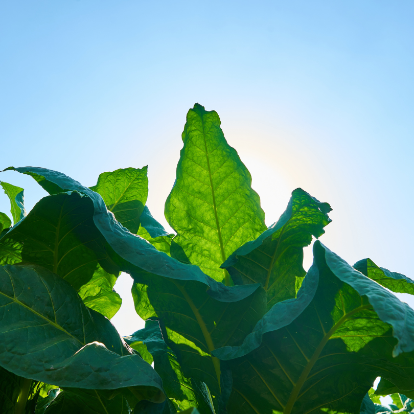 Tobacco seeds Adjarian - 300