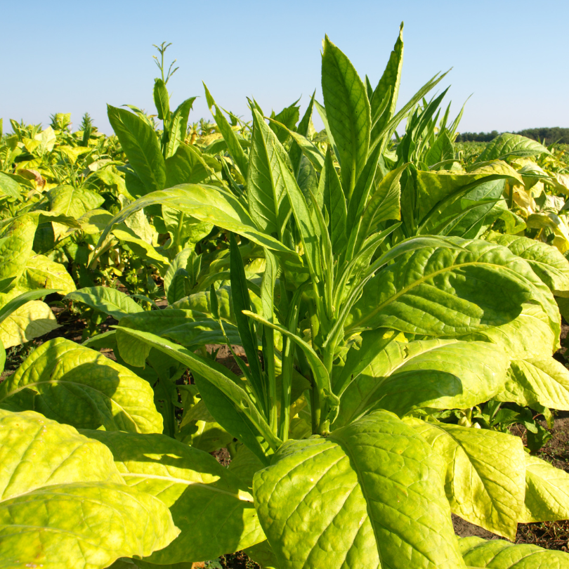 Tobacco seeds Adjarian - 300