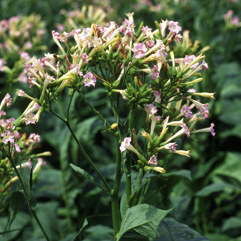 Tobacco seeds Adjarian - 300