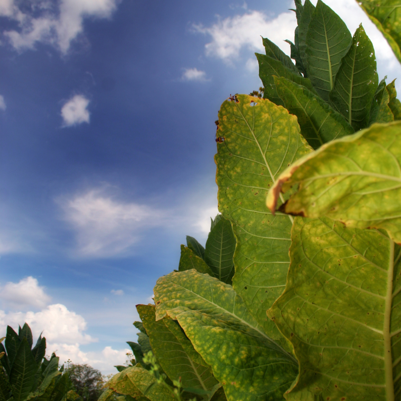 Tobacco seeds Adjarian - 100