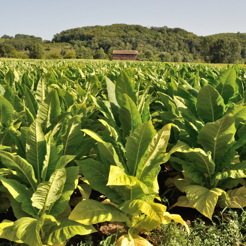 Tobacco seeds Adjarian - 300