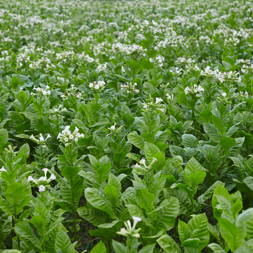 Tobacco seeds Adjarian - 300