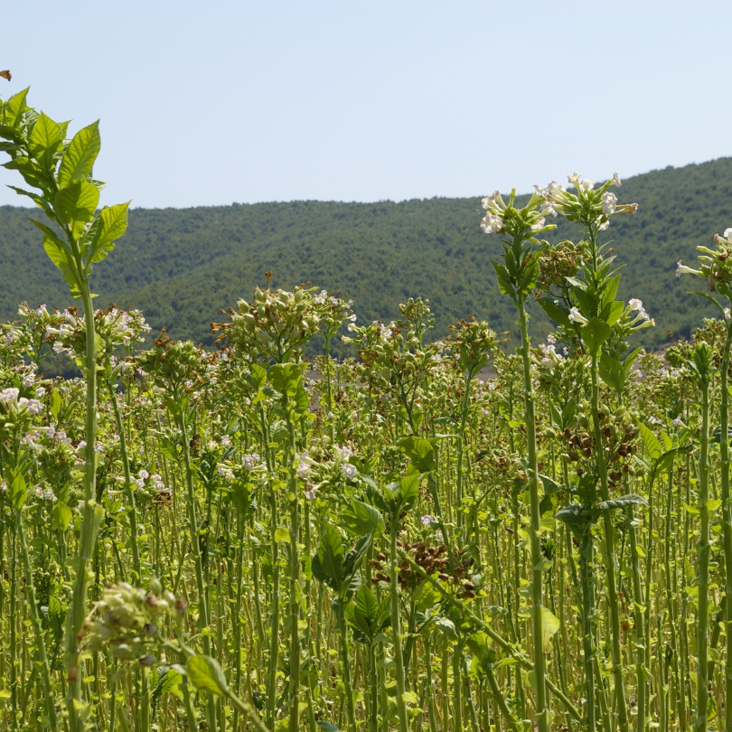 Tobacco seeds Adjarian - 300