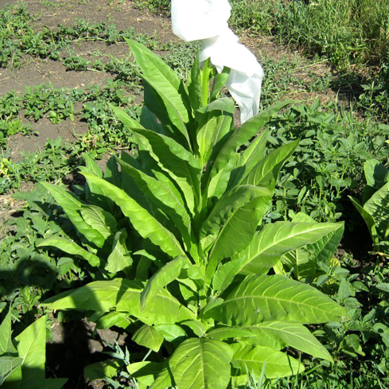 Tobacco seeds Golden Harvest - 100