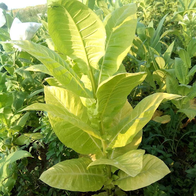 Tobacco seeds Golden Harvest - 100