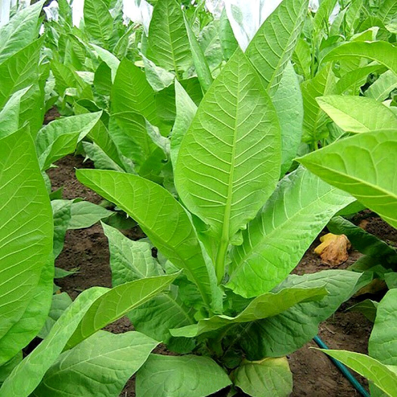 Tobacco seeds Golden Harvest - 100