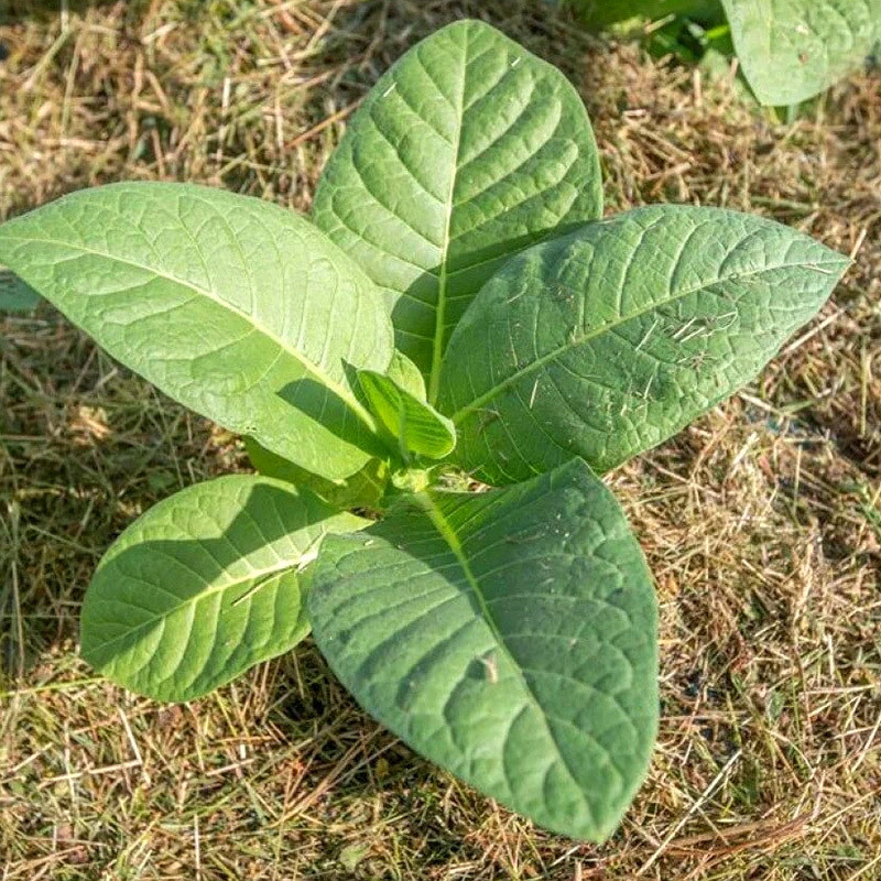 Tobacco seeds Golden Harvest - 100