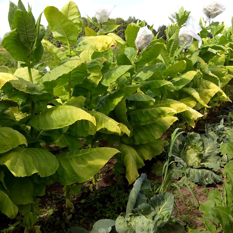 Tobacco seeds Golden Harvest - 100