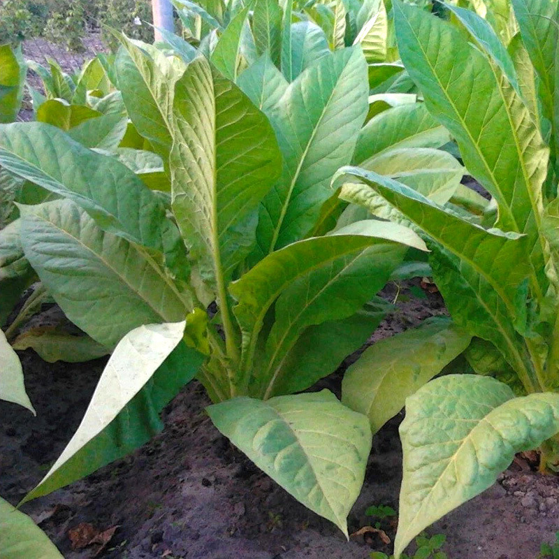 Tobacco seeds Golden Harvest - 100