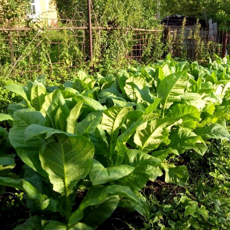 Tobacco seeds Golden Harvest - 100