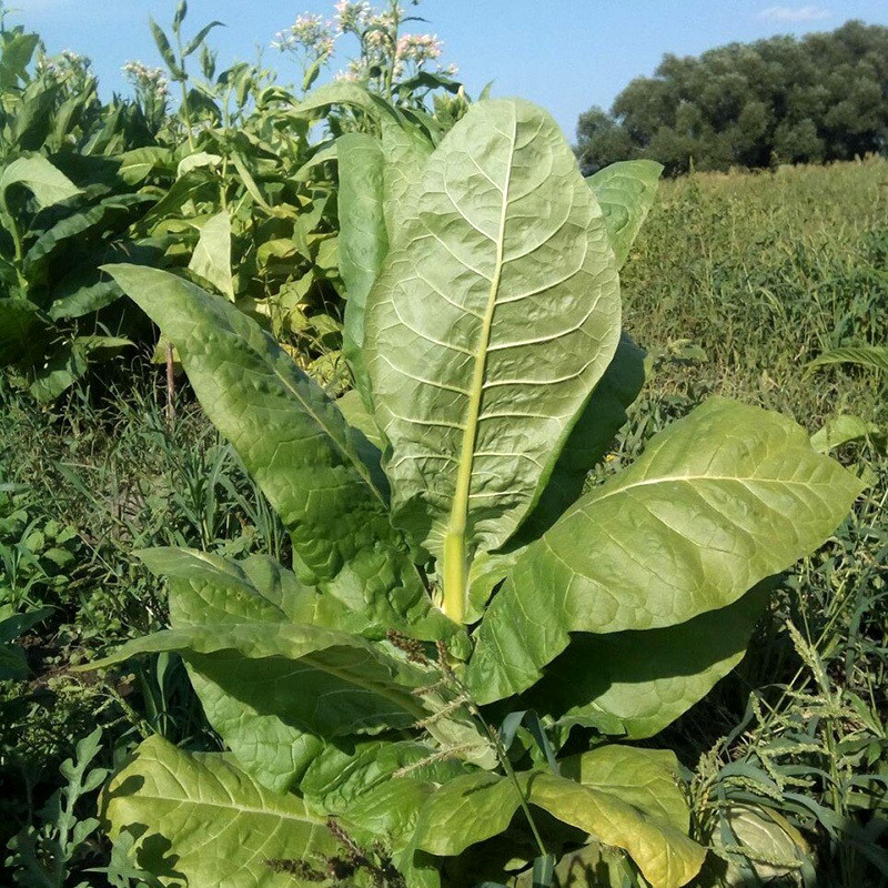 Tobacco seeds Golden Harvest - 100