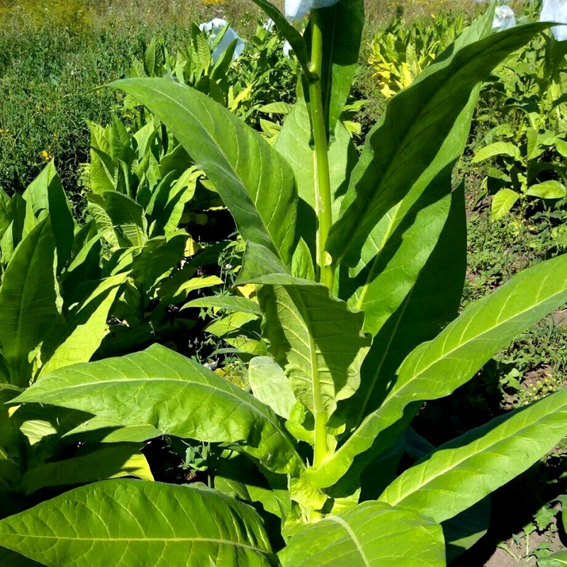 Tobacco seeds Golden Harvest - 100