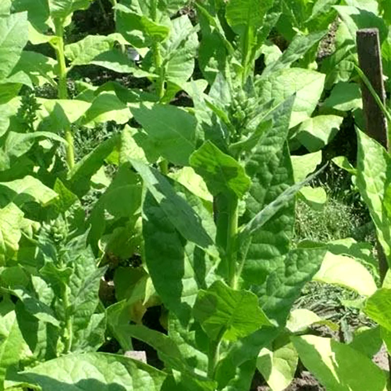 Tobacco seeds Coker 344 - 100