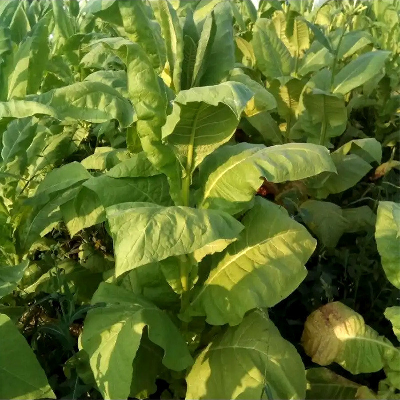 Tobacco seeds Coker 344 - 100