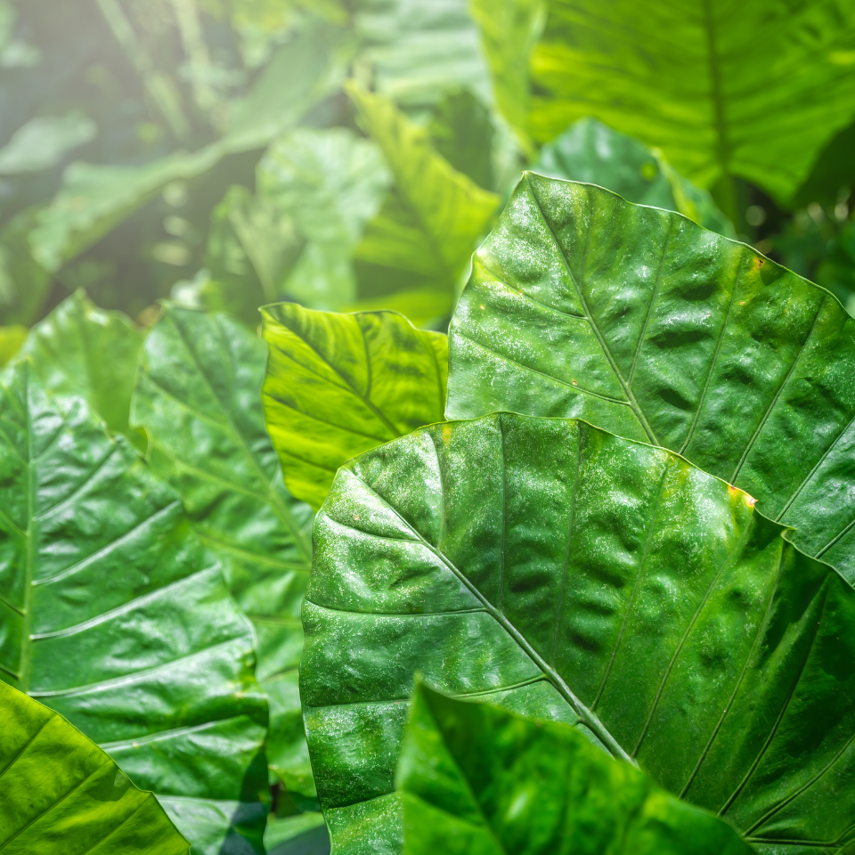 Tobacco seeds Coker 344 - 100
