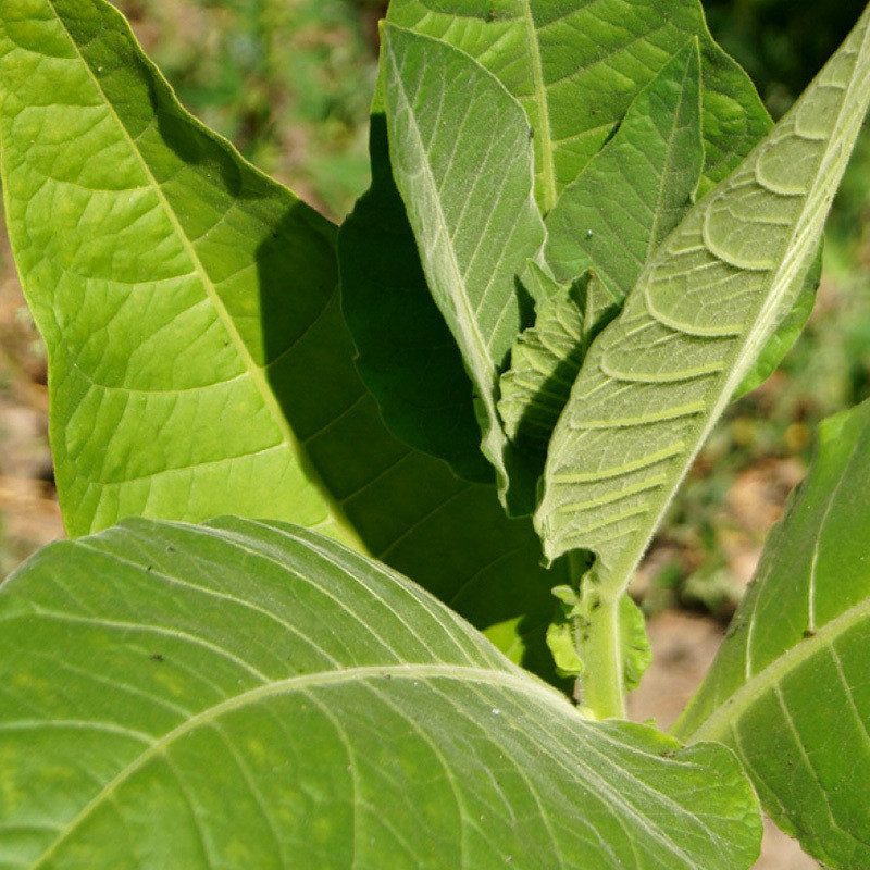 Tobacco seeds Coker 344 - 100