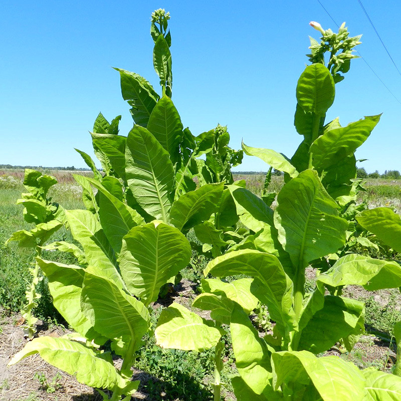 Tobacco seeds Coker 344 - 100