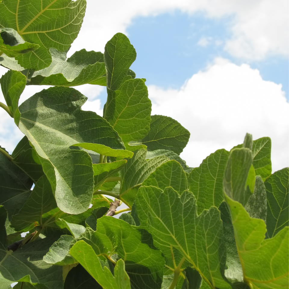 Tobacco seeds Coker 344 - 100