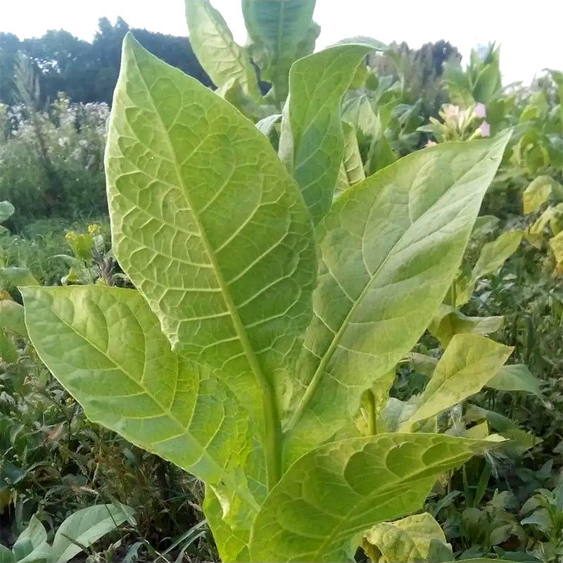 Tobacco seeds Coker 344 - 100