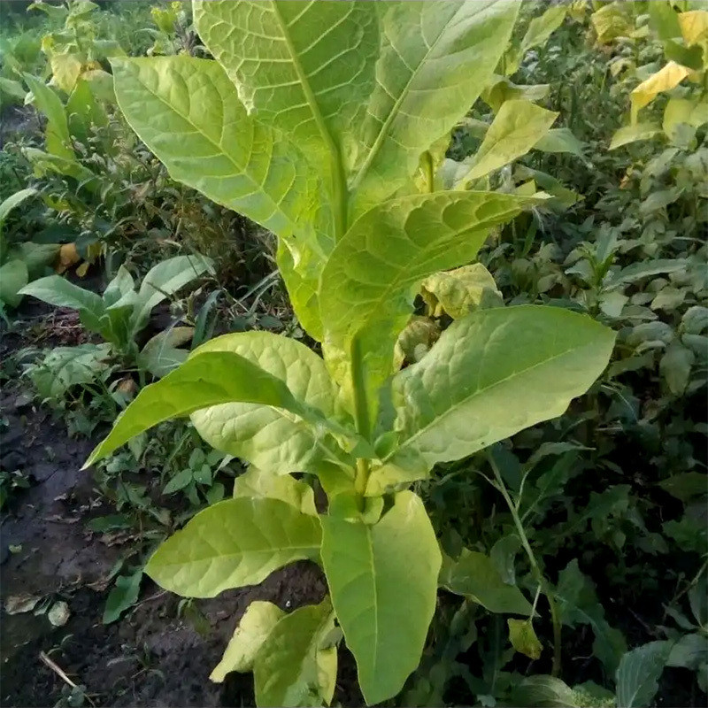 Tobacco seeds Coker 344 - 100