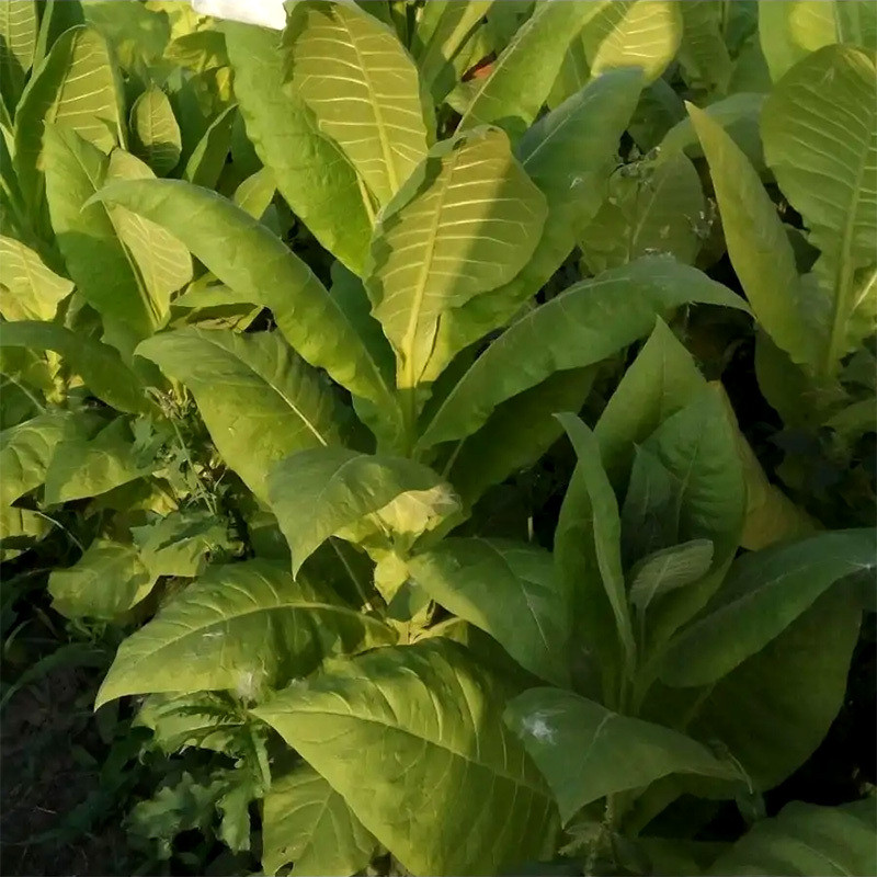 Tobacco seeds Coker 344 - 100