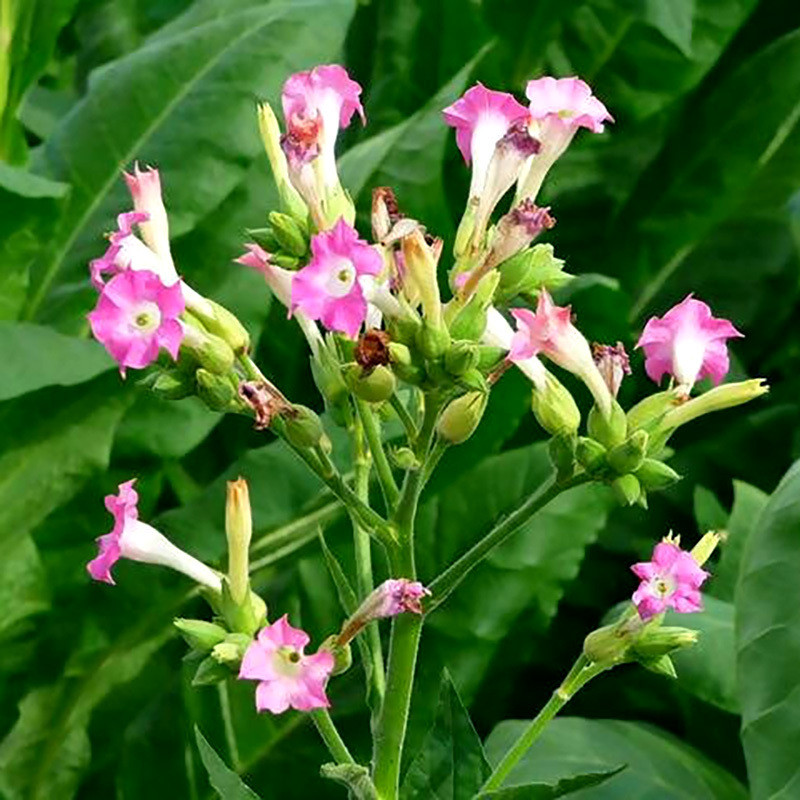 Tobacco seeds Cigarny 7 (Cigar 7) - 100