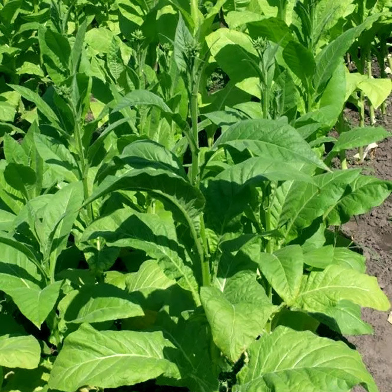 Tobacco seeds Cigarny 7 (Cigar 7) - 100