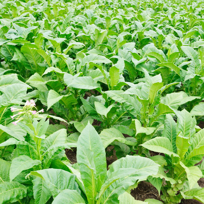 Tobacco seeds American 14 - 50