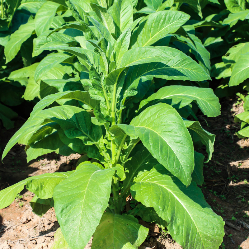 Tobacco seeds American 14 - 50