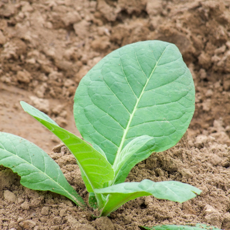 Tobacco seeds American 14 - 50