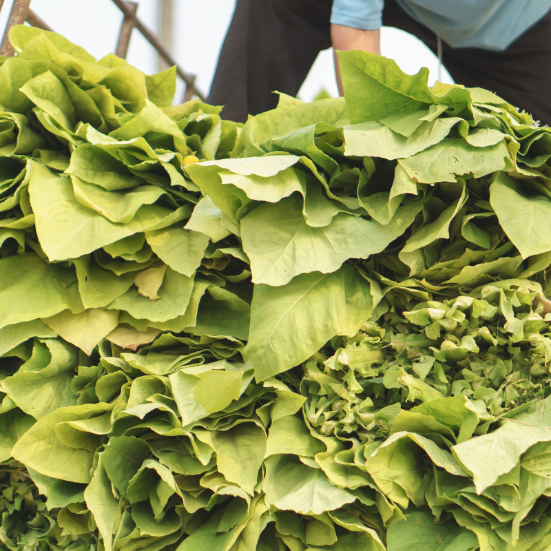 Tobacco seeds American 14 - 50