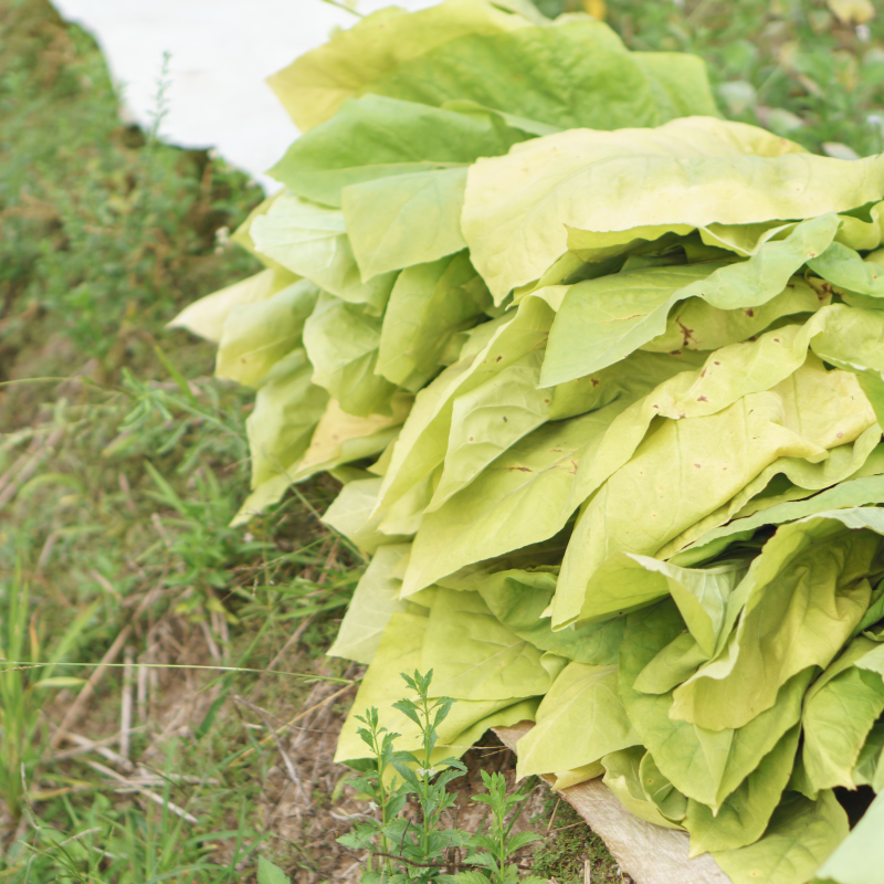 Tobacco seeds American 14 - 50