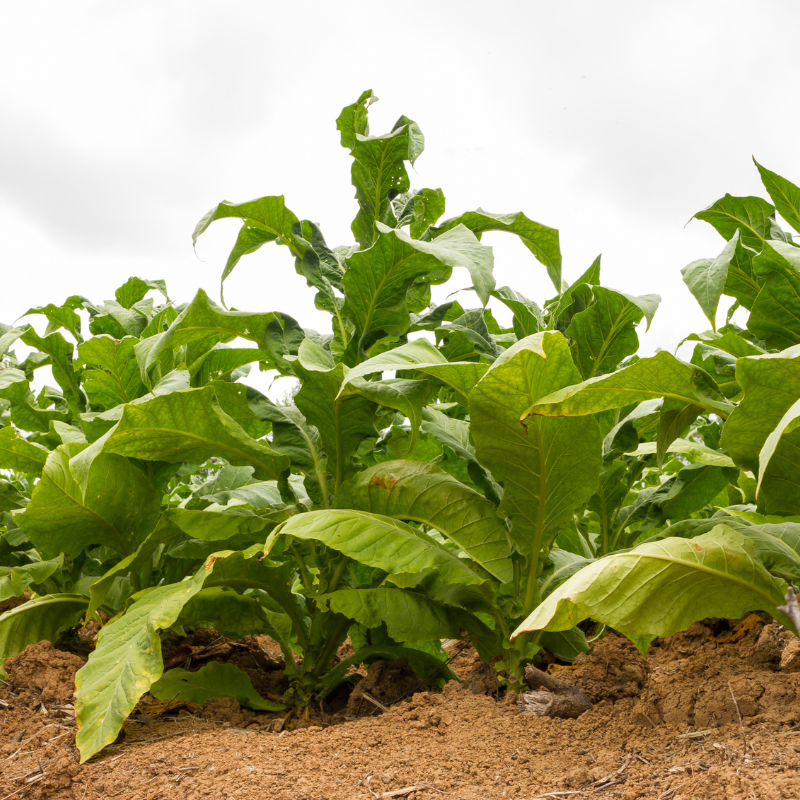 Tobacco seeds American 14 - 50