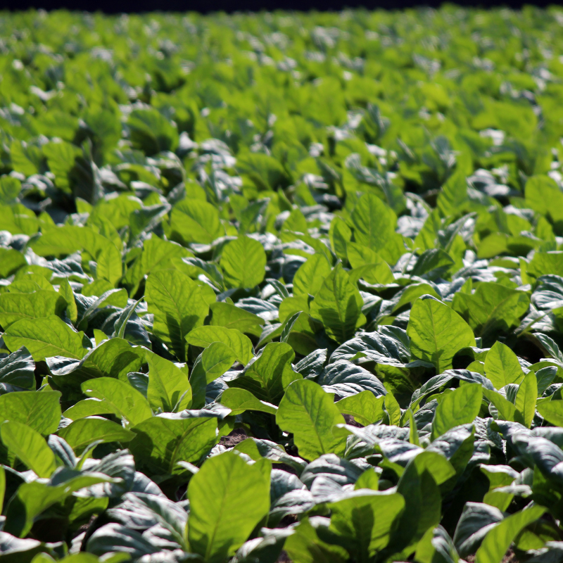 Tobacco seeds American 14 - 50