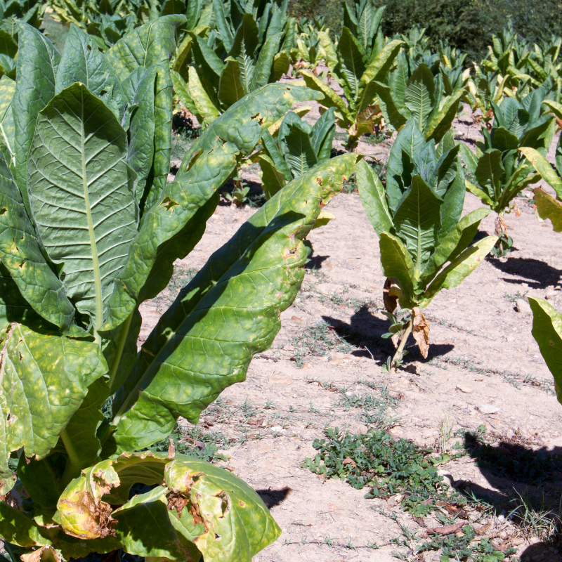 Tobacco seeds Kumanovo - 50