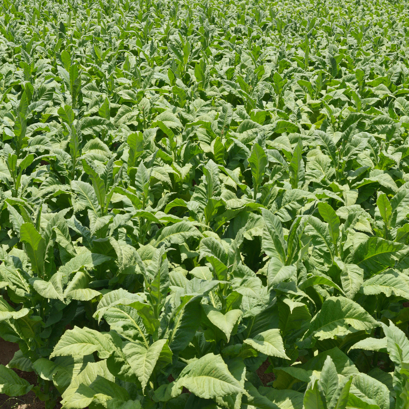 Tobacco seeds Kumanovo - 50